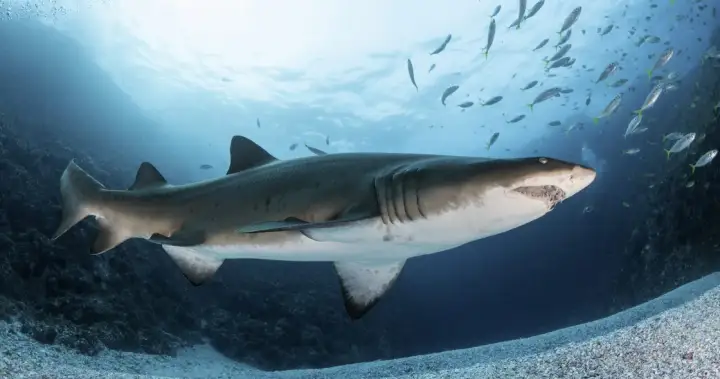 Thrill-seeking influencers are being bitten by sharks in search of selfies – National